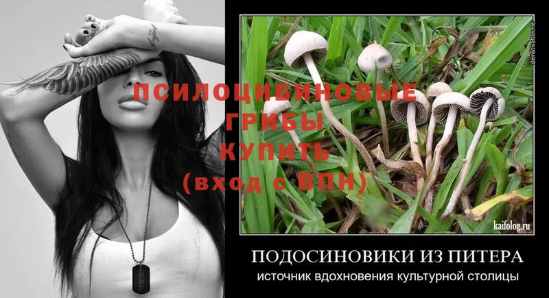 как найти   Железноводск  omg зеркало  Псилоцибиновые грибы Psilocybe 